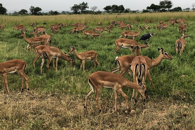 3-Day Private Safari of Mikumi Park and Udzungwa Mountain - Inclusions and Exclusions
