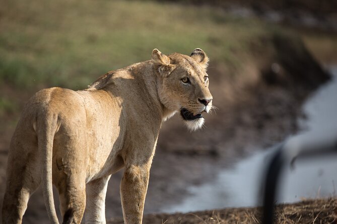 3 Day Private Serengeti Safari Tour With One Way Flight - Tour Itinerary