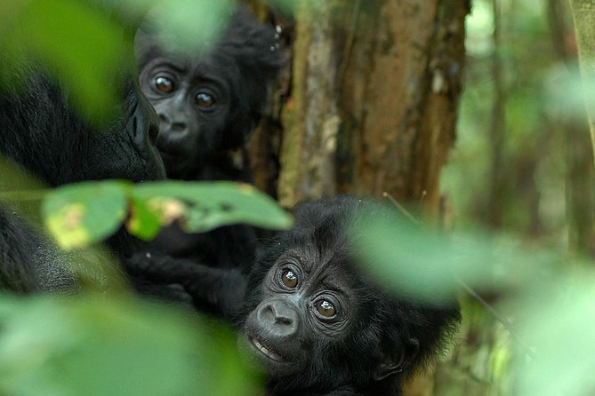 3-Day Rwanda Gorilla Safari