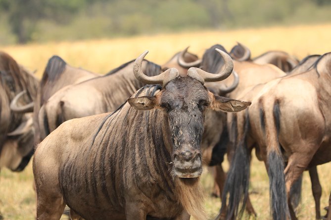 3-Day Safari in Serengeti & Ngorongoro(Mid-range) - Safari Itinerary Overview