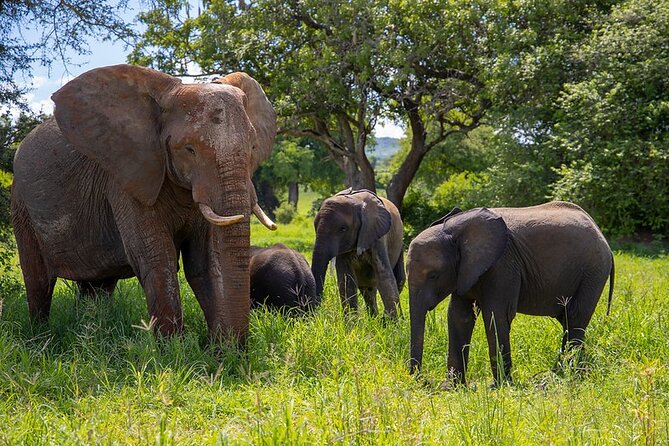 3-Day Safari Tarangire and Flamingo Walk Lake Natron Private Guided Tour - Tour Overview