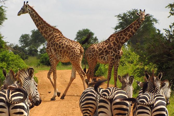 3 Day Tanzania Luxury Safari - Booking Information