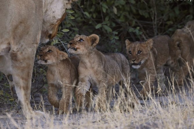 3 Day Wilderness Trail: Moremi, Khwai & East Okavango Delta - WildCamping Safari