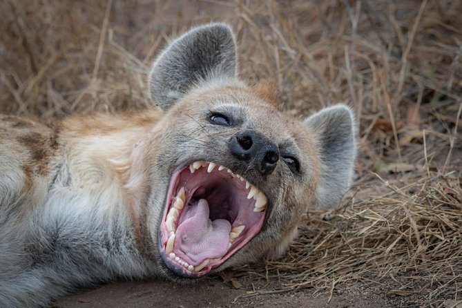 3-Days 2 Night Amazing Amboseli Experience. - Wildlife Encounters