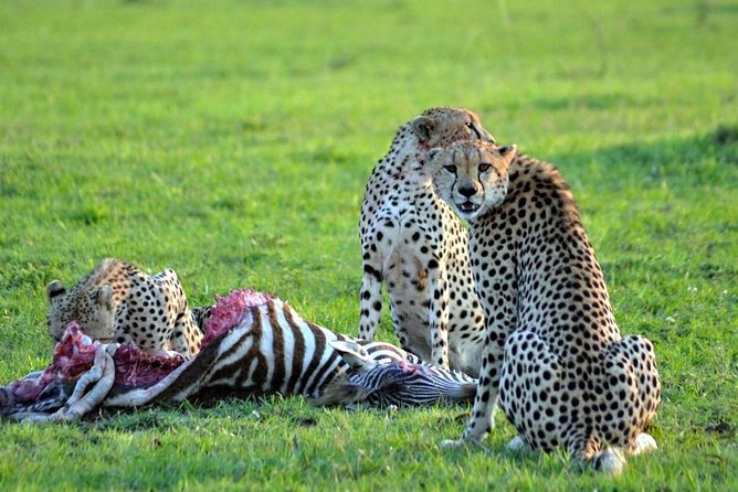 3 Days, 2 Night Amboseli Safari - Safari Highlights
