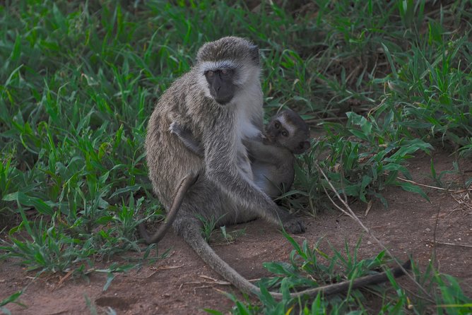 3 Days 2 Nights Adventure in Ngorongoro and Lake Manyara (Comfort Plus) - Dining Experiences