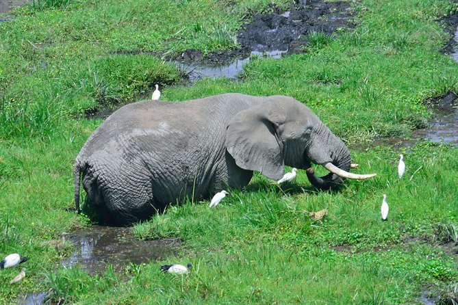 3 Days, 2 Nights Amboseli National Park Safari From Nairobi - Safari Itinerary Overview