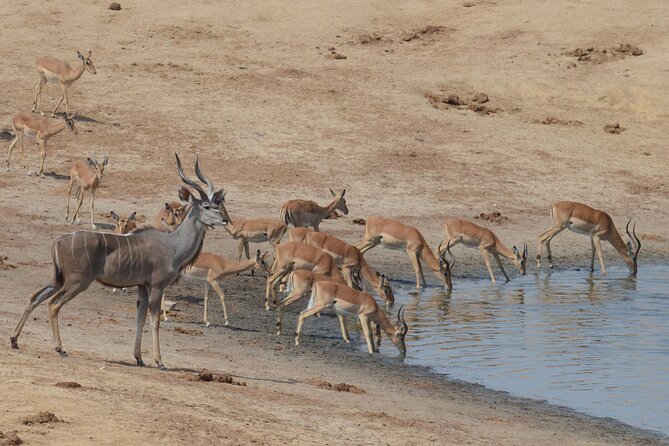 3 Days 2 Nights Hwange NP Big 5 Safari From Victoria Falls