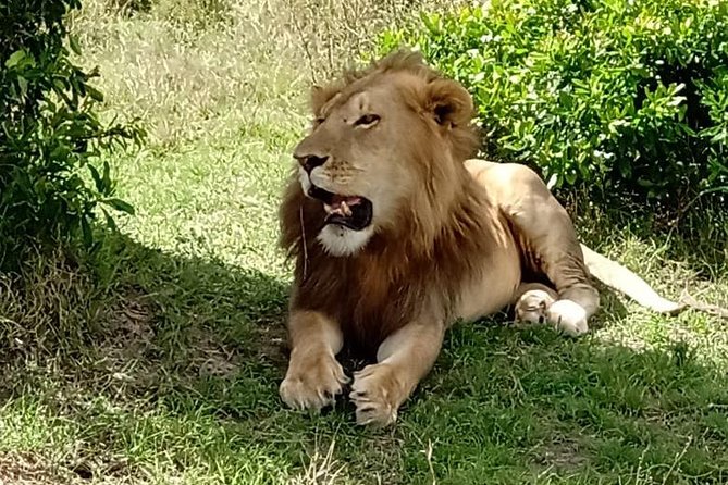 3 Days, 2 Nights Maasai Mara Game Reserve - Day 1: Nairobi to Maasai Mara