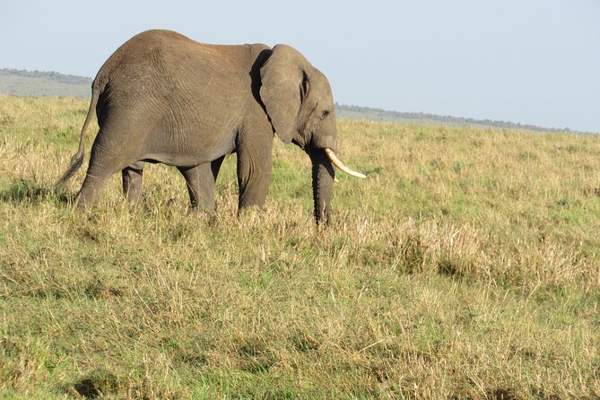 3 Days 2 Nights Maasai Mara Safari Transport 4x4 Landcruiser Jeep - Booking and Cancellation Policies