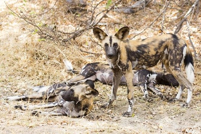 3 Days 2 Nights Nyerere National Park (Selous Game Reserve Safaris-Tanzania)