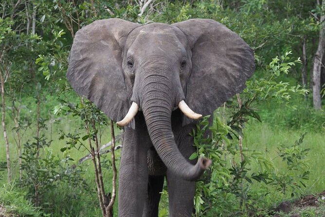 3 Days 2 Nights Private Safari Tour in Mikumi