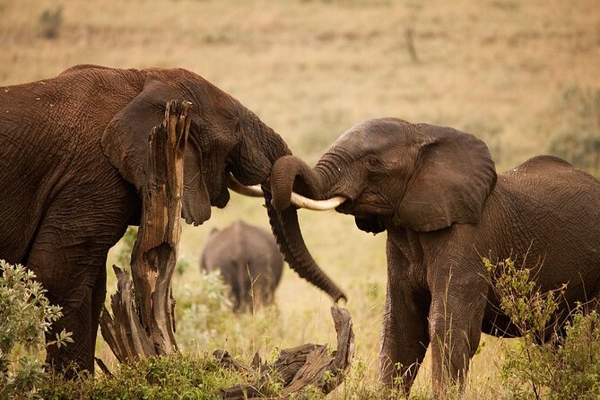 3 Days & 2 Nights Safari - Maasai Mara From Kisumu/Nairobi - Trip Itinerary Details