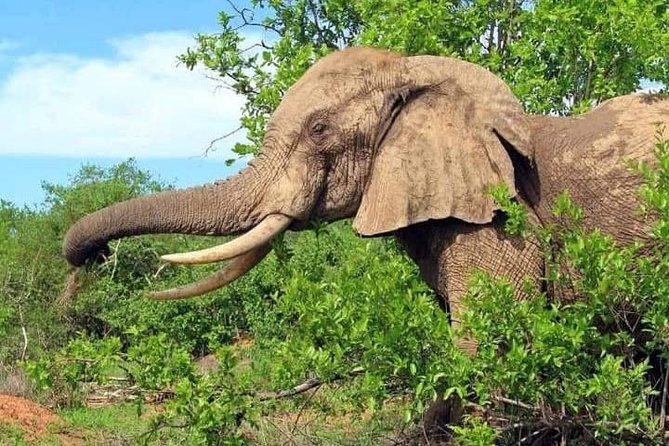 3 Days 2 Nights Safari to Mikumi National Parks by Bus Transfer - Accommodation Options and Facilities