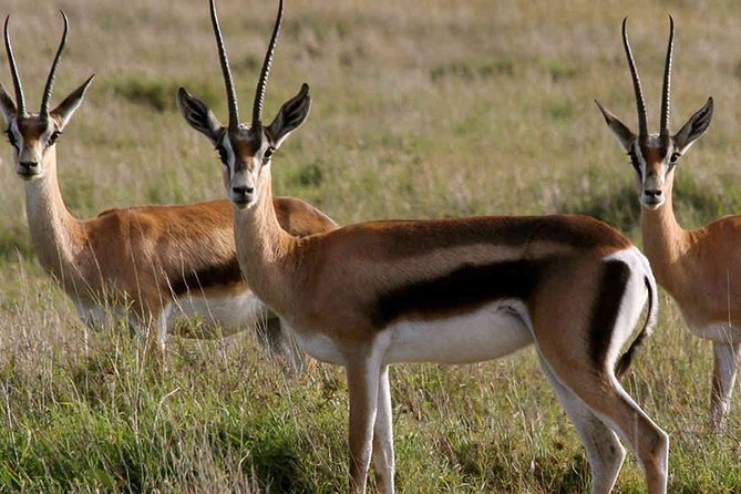 3 Days Best of Maasai Mara Budget Safari - Itinerary Highlights