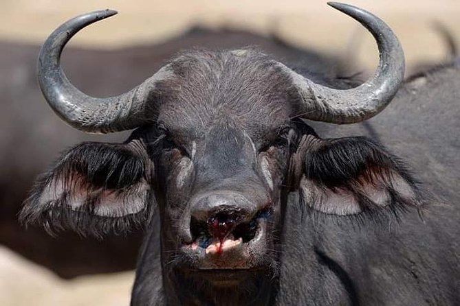 3 Days Camping Safari in Amboseli National Park, Kenya - Whats Included