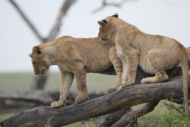 3 Days Camping Safari Tarangire, Lake Manyara and Ngorongoro Crater - Pricing and Reviews