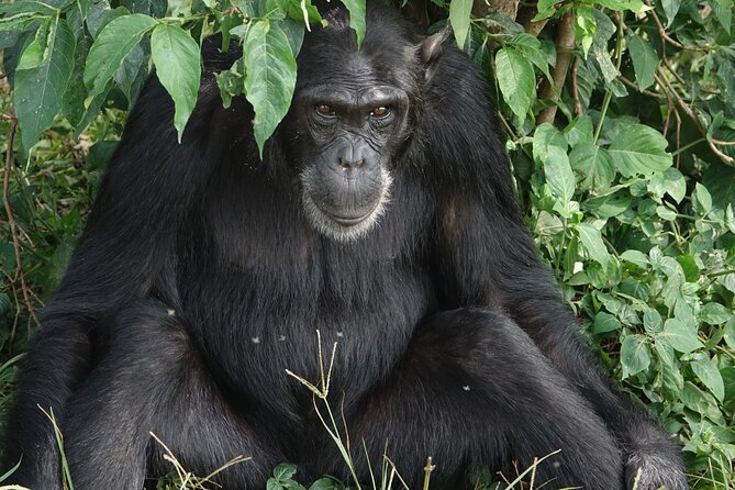 3-Days Chimpanzee Tracking Kibale Uganda