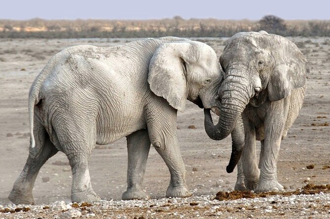 3 DAYS ETOSHA WILDLIFE SAFARI- Namibia (Camping)