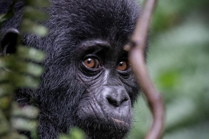 3 Days Gorilla Trekking Safari to Bwindi Impenetrable NP Uganda - Essential Information