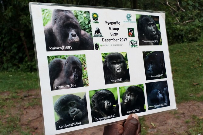 3 Days Gorilla Trekking Safari Uganda, Bwindi Impenetrable Forest