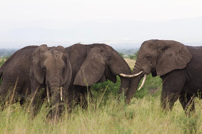 3 Days Kidepo Valley Safari-Uganda - Accommodation Details