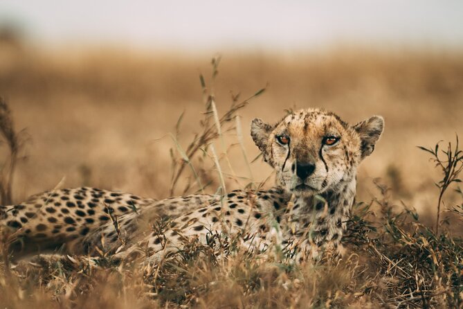 3-Days Lodge Safari in Tarangire, Ngorongoro Crater & Lake Manyara - Itinerary Overview