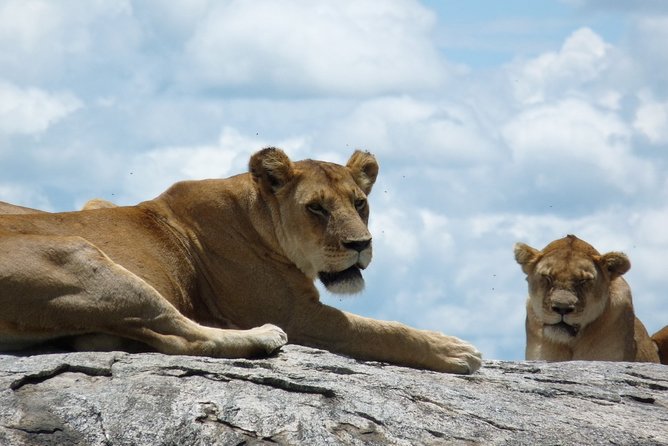 3 Days Lodge Safari - Pickup and Logistics