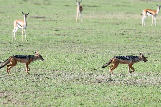 3 Days Maasai Mara Safari - Itinerary Details