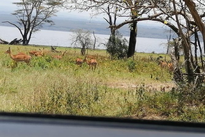 3 Days Masaai Mara Budget Safari - Wildlife Viewing Experience