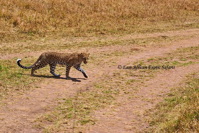 3 Days Masai Mara Budget Safari - Safari Itinerary