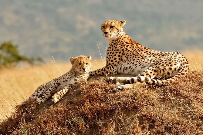 3 Days Masai Mara Group-Joining Safaris | Budget Daily Departures - Itinerary Overview