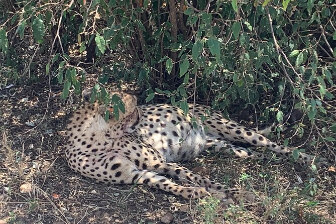 3 Days Masai Mara Jeep Safari - Safari Itinerary Details