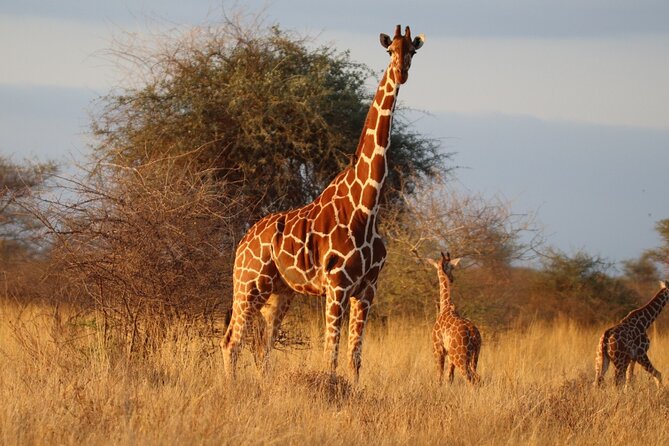 3 Days Northern Circuit Safari - Itinerary Highlights