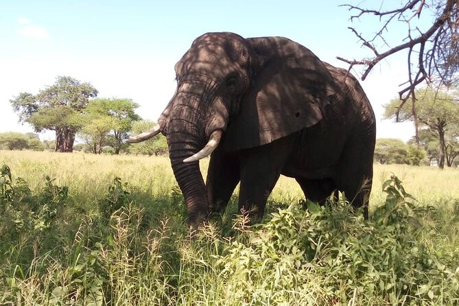3 Days Nyerere (Selous) NP Private Tour and Boat Safari - Pricing and Reviews