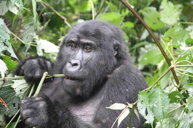 3 Days Private Bwindi Gorillas and Volcanoes Golden Monkey Trek