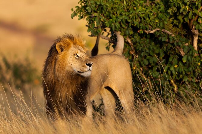 3 Days Private Masai Mara Safari Adventure By 4×4 Jeep