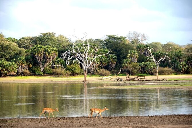 3-Days Private Nyerere NP Game Drive and Boat Safari Tour - Tour Overview