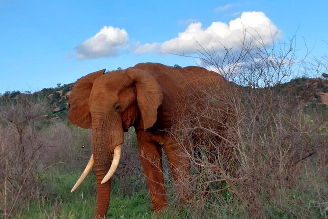 3 Days Private Safari Tsavo East and West Tour - Customer Reviews