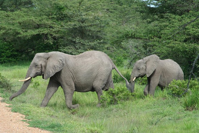 3 Days Safari - Mikumi National Park