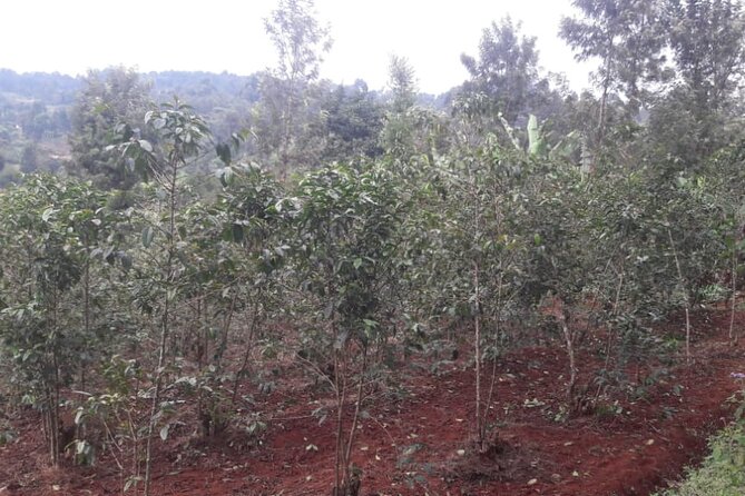 3 Days Safari to Kiambethu Coffee Farm and Kericho Tea Plantations.
