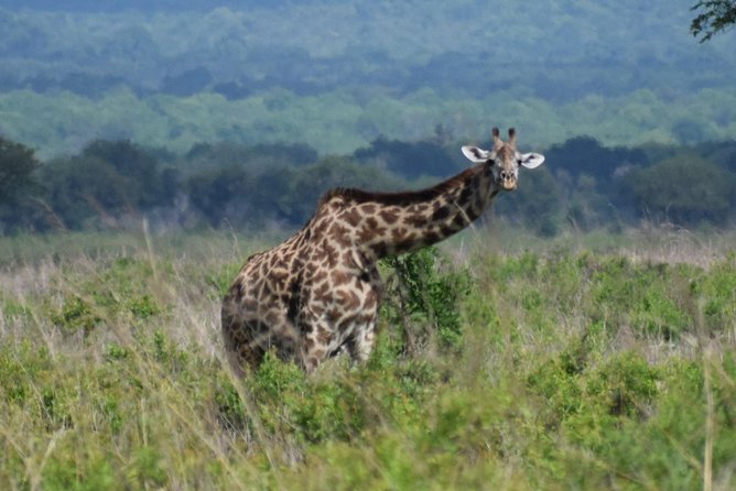 3 Days Safari to Mikumi and Udzungwa