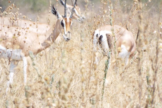 3 Days Safari to Mikumi National Park