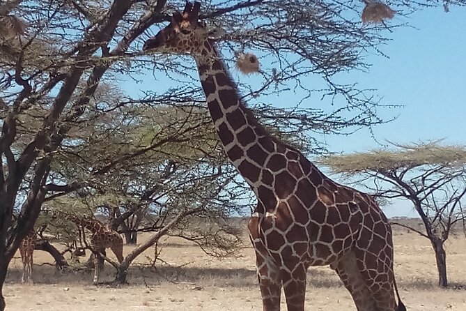 3 Days Safari to Samburu N/R and Ol Pejeta Conservancy.- Luxury. - Unforgettable Wildlife Encounters
