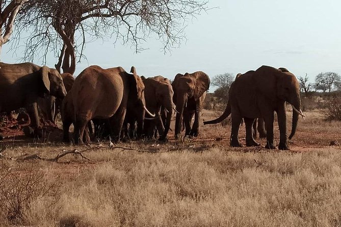 3 Days Safari Tsavo East and West