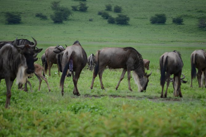 3 Days Serengeti & Ngorongoro Crater Group Safari - Inclusions and Exclusions