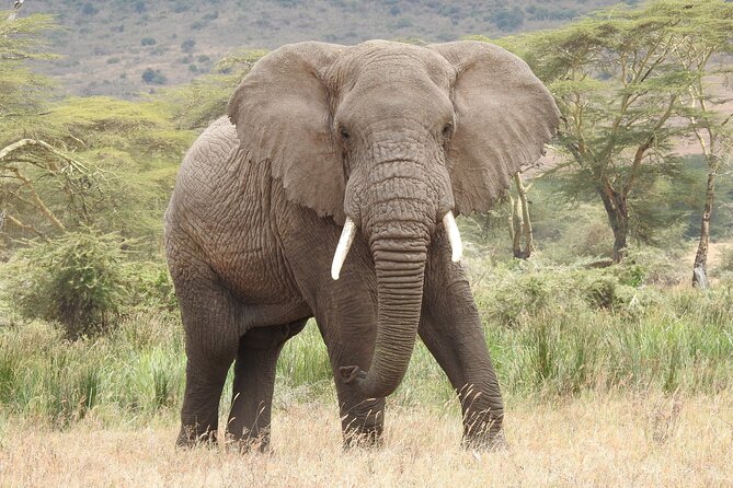 3 Days Share Group Safari From Arusha - Safari Highlights