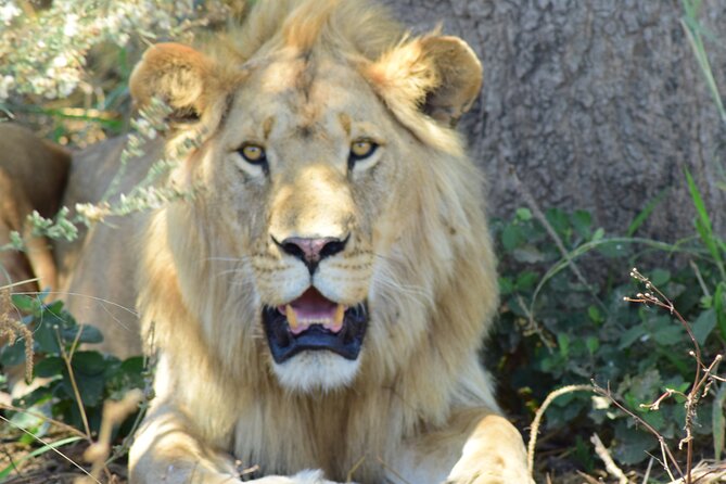 3 Days Tanzania Group Join Safari - Serengeti & Ngorongoro Crater - Safari Itinerary Details