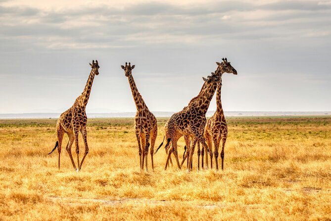 3 Days Tanzania Private Luxury Safari to Serengeti & Ngorongoro - Booking Information