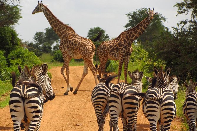3 Days Tanzania Safari – Emnel Adventures
